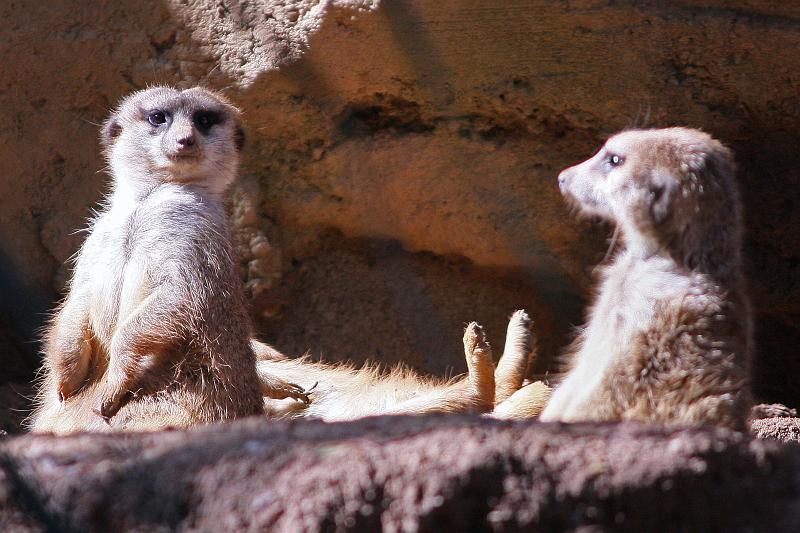 IMG_1618 copy.jpg - Watching the Watchman (Meerkats at the Nashville Zoo)